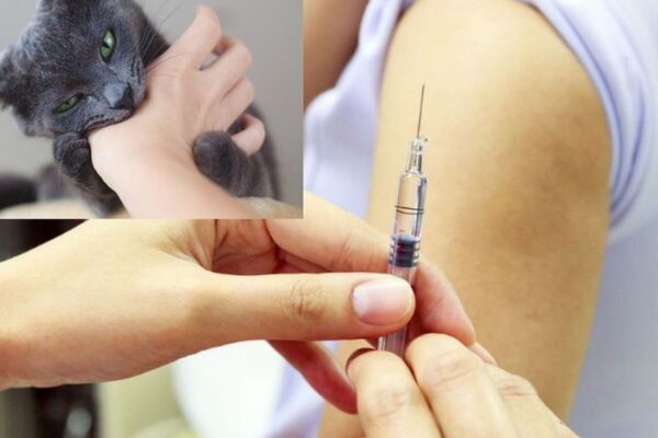 Nguy cơ bệnh dại gia tăng mùa nắng nóng, cần tiêm phòng ngay khi bị chó mèo cắn