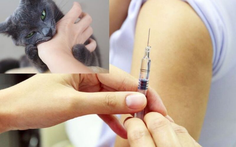 Nguy cơ bệnh dại gia tăng mùa nắng nóng, cần tiêm phòng ngay khi bị chó mèo cắn