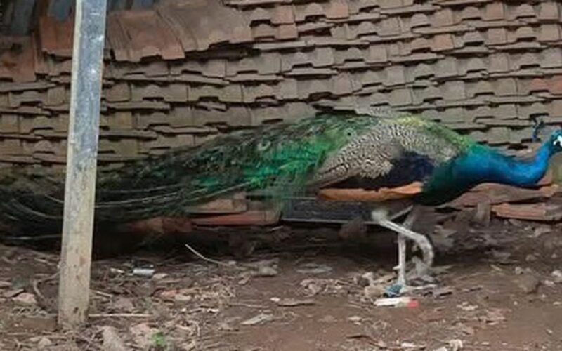 Người dân giao nộp 2 cá thể động vật hoang dã, quý hiếm để thả về tự nhiên
